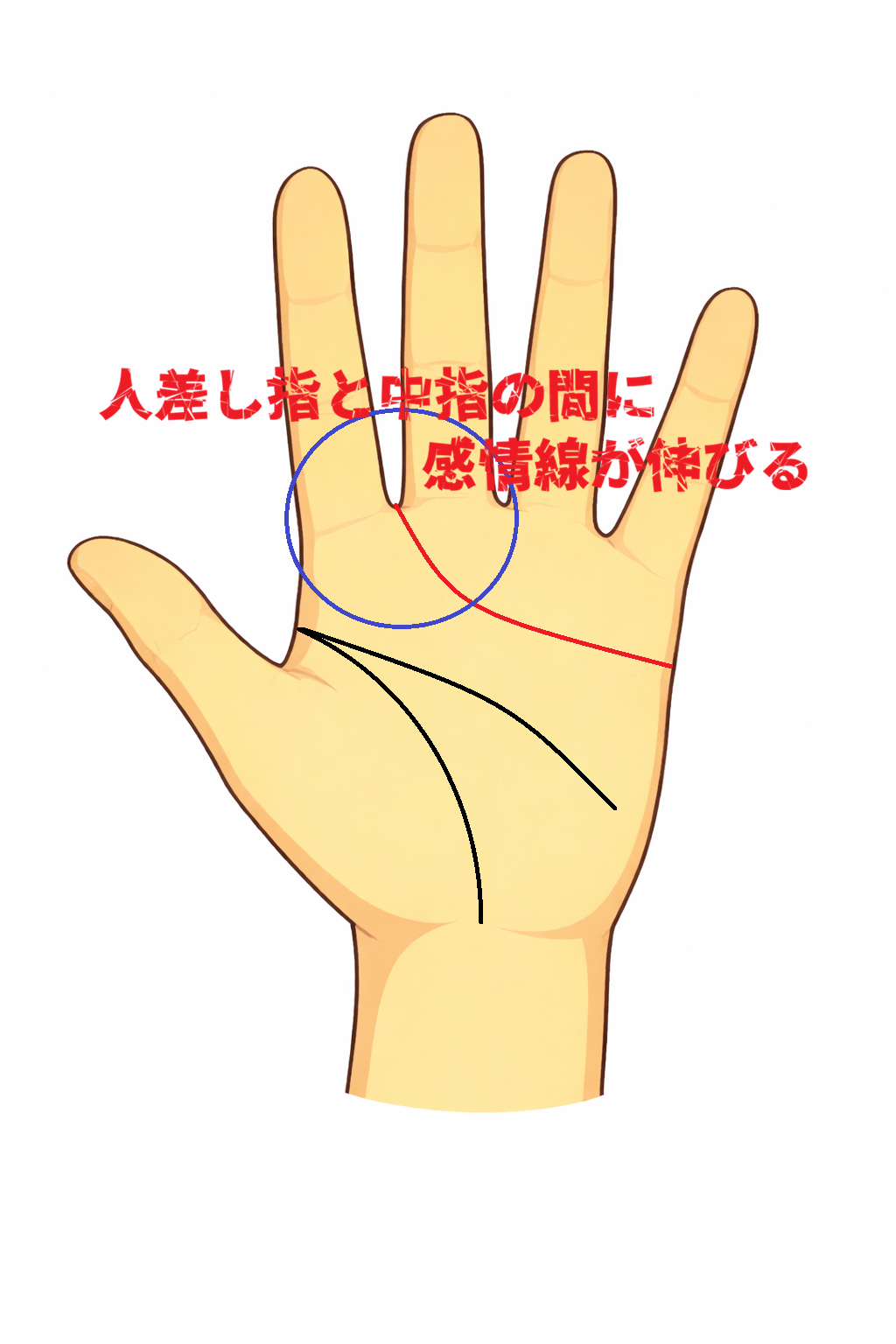 感情線が人差し指と中指の間へ伸びる柔らかな魅力を示す手相